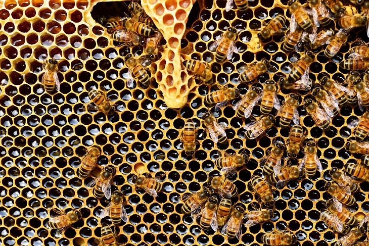 Francouzští investoři budou zachovány genetikou populace Bashkir střední ruské včely