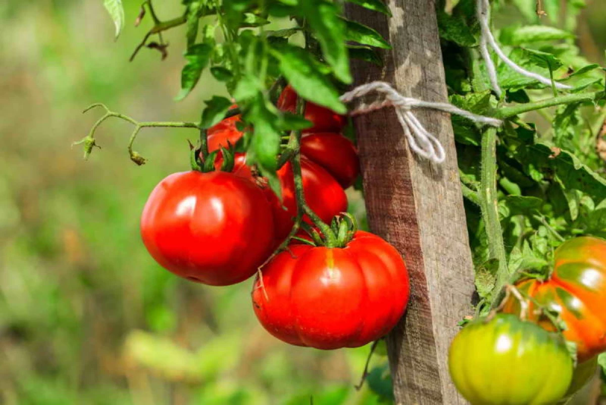 Ekin köpeltmek üçin pomidor üçin ýokary doguldy