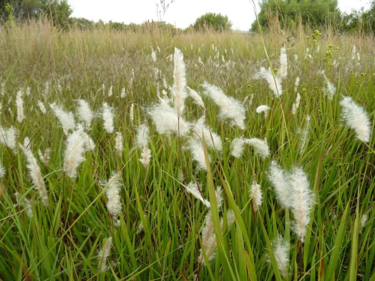 Лепшыя дэкаратыўныя трава, якія можна вырошчваць у сярэдняй паласе 15111_4