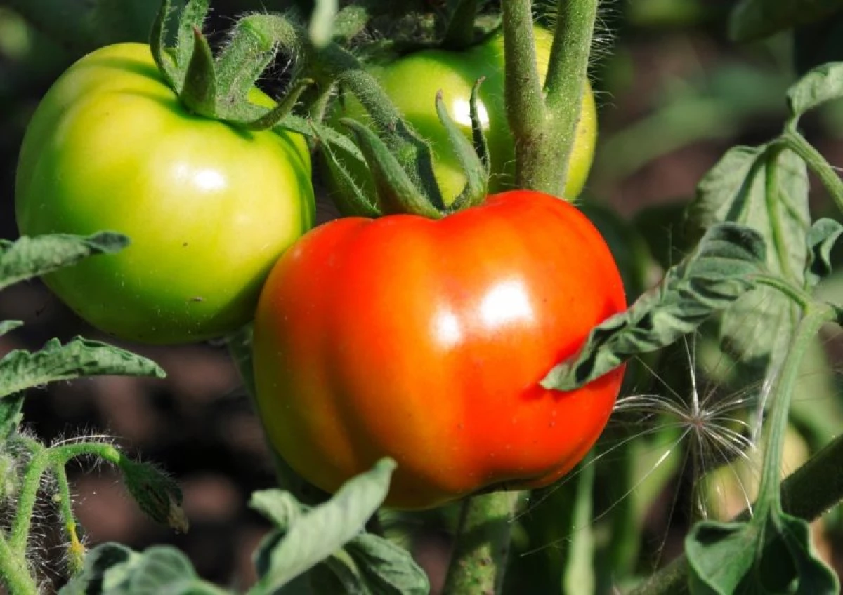 Apakah tomato - pelbagai klasifikasi untuk pencinta budaya ini 15310_4