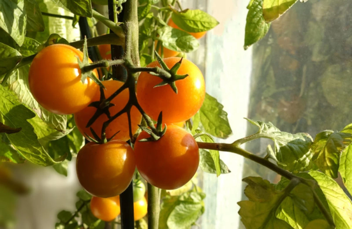 Quelles sont les tomates - diverses classifications des amants de cette culture 15310_5