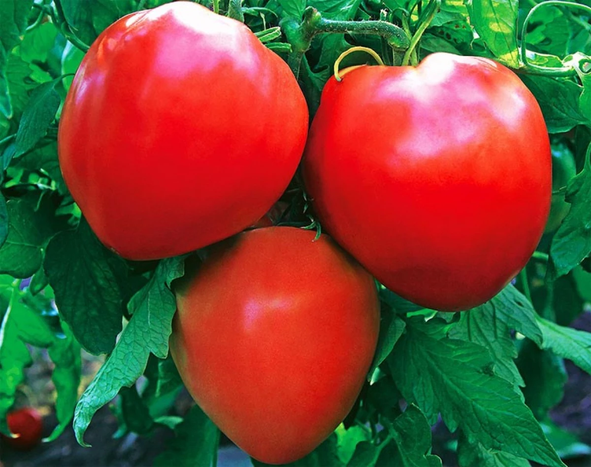 6 varyete popilè nan tomat: bon gou ak modestes nan kiltivasyon 15352_2