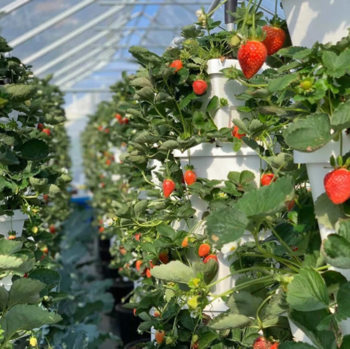 自制垂直床用于草莓自己 - 快速而且只是 15780_2