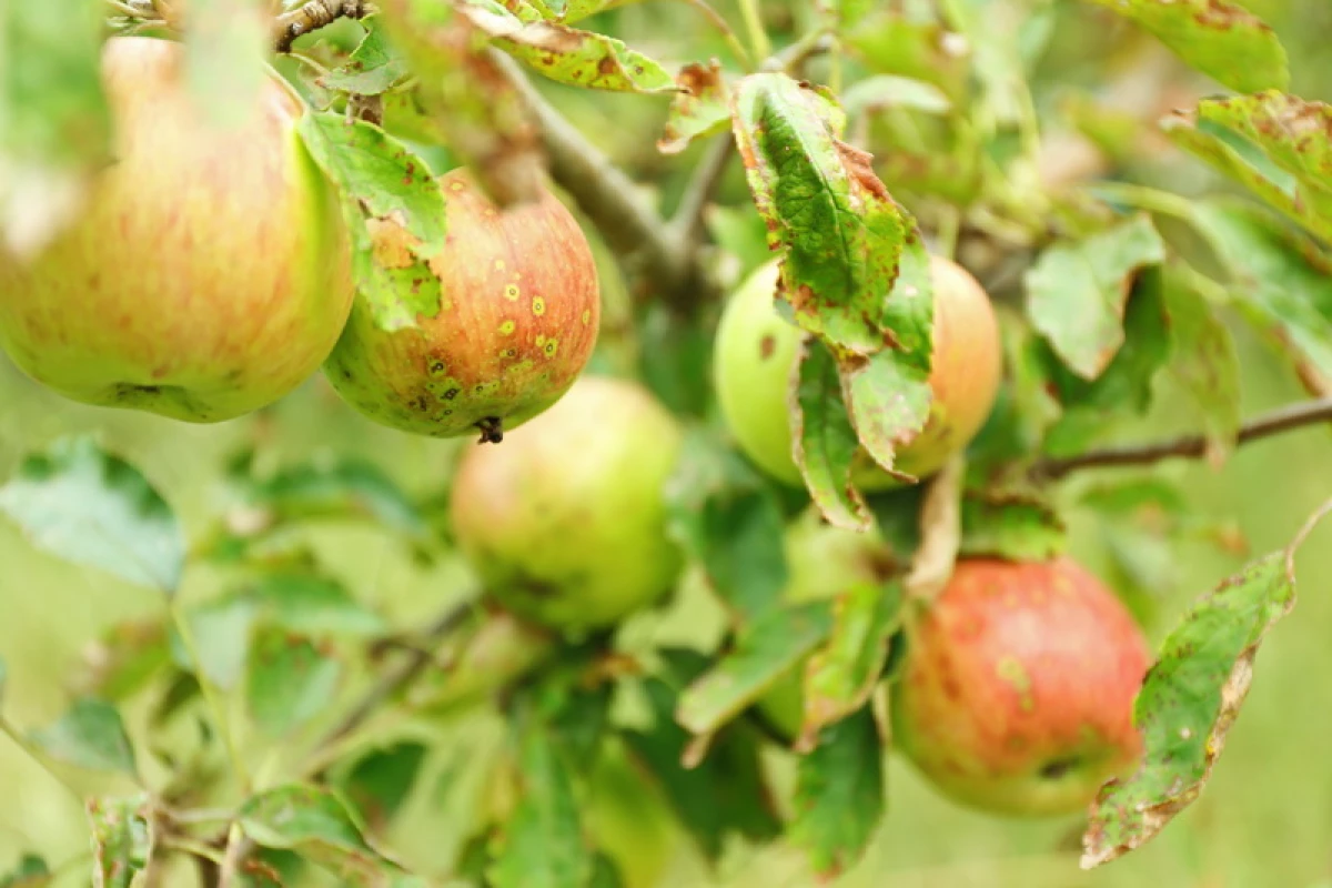 Ամենատարածված խնձորի ծառերը հիվանդ են. Նկարագրություն, բուժում 15809_1