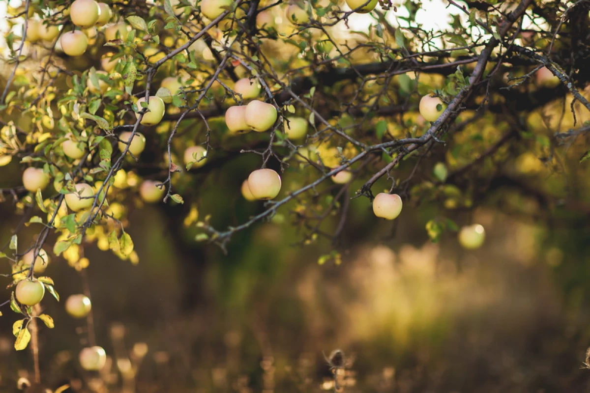 En sık elma ağaçları hasta: açıklama, tedavi 15809_2