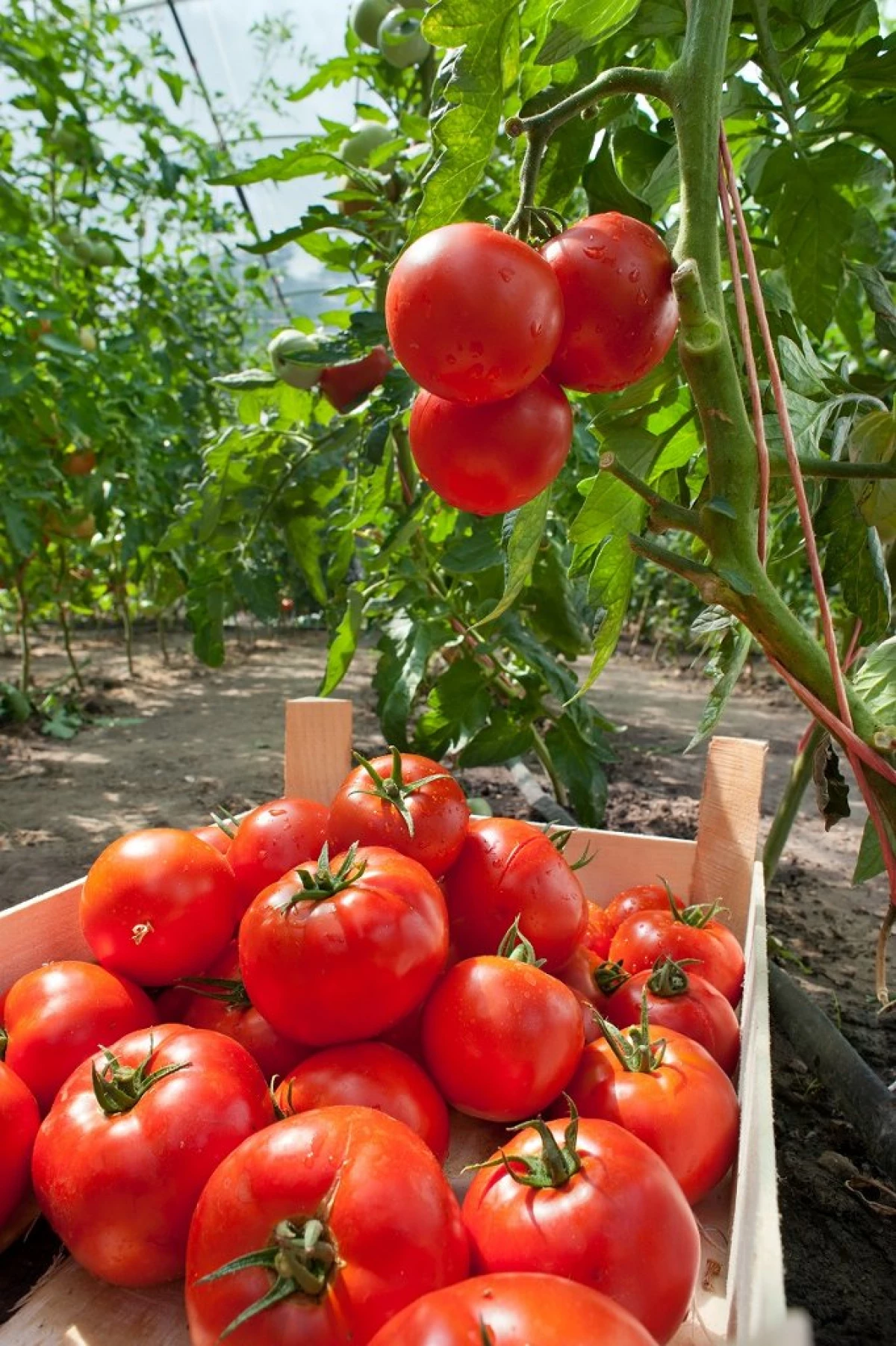 Kultivaasje fan tomaten yn 'e glêstún: Kies de opbringst fariëteiten mei in sterke immuniteit 1580_2