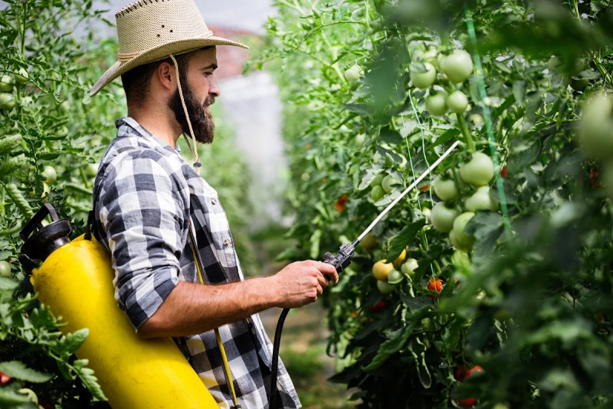 Вирощування томатів у теплиці: вибираємо врожайні сорти з міцним імунітетом 1580_3