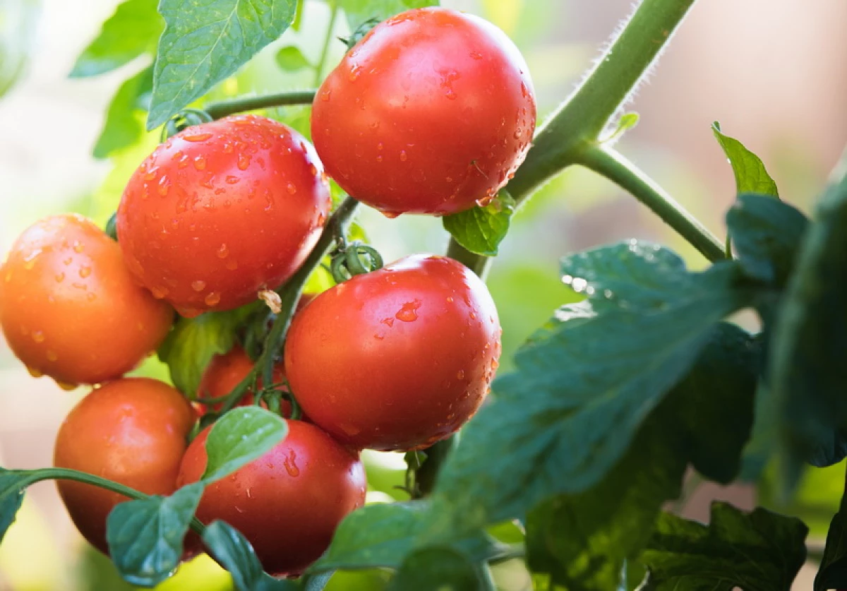 Tu luyện cà chua trong nhà kính: Chọn các giống năng suất với khả năng miễn dịch mạnh mẽ 1580_6