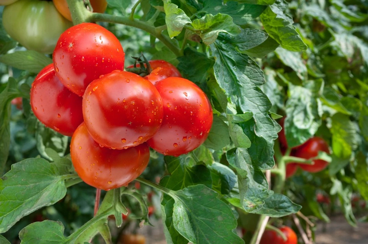 Вирощування томатів у теплиці: вибираємо врожайні сорти з міцним імунітетом 1580_7