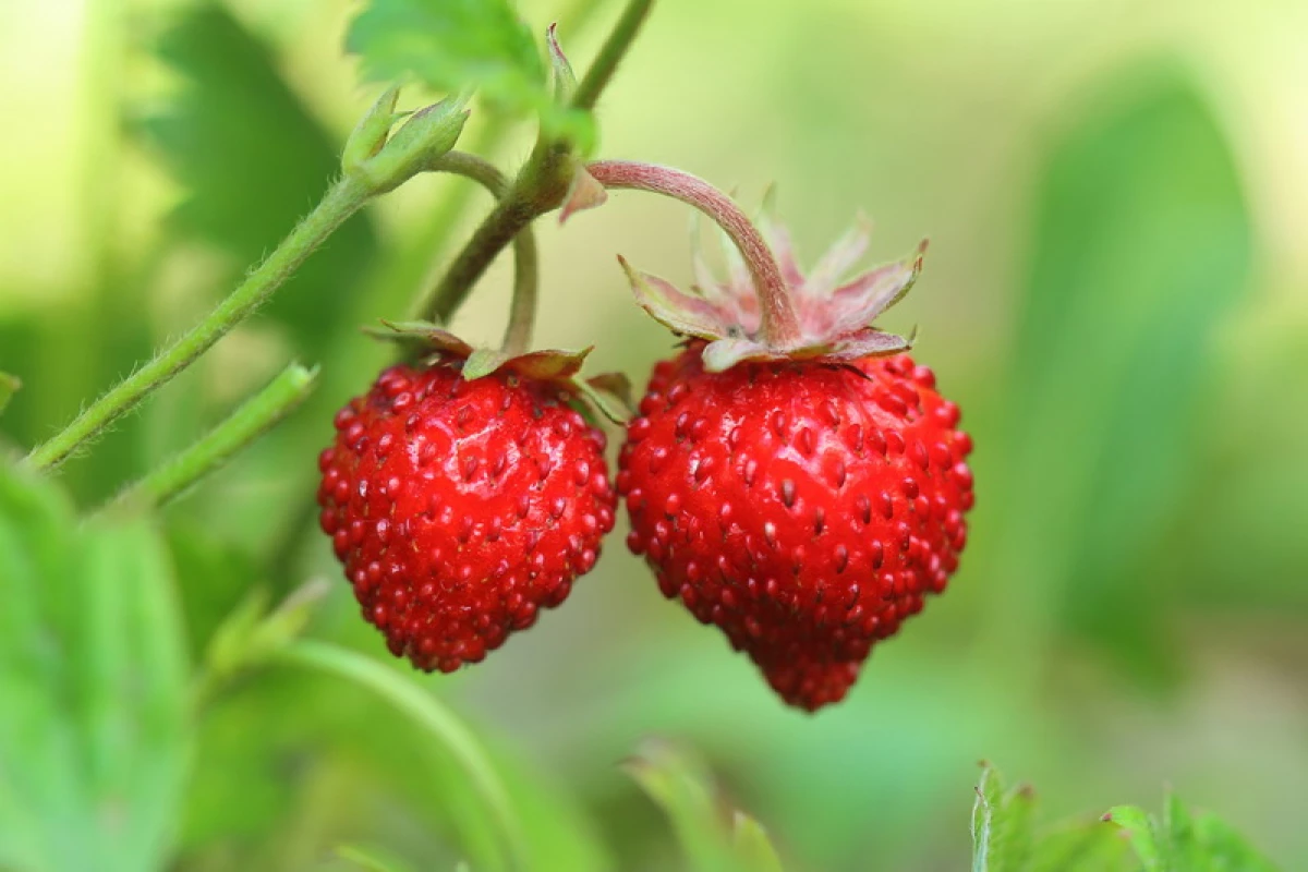 草莓生長秘密在家在冬天 15886_1