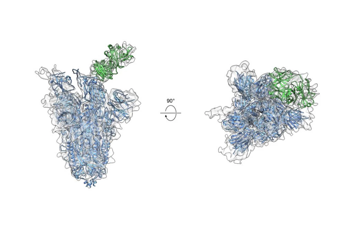Un anticorpo universale, in grado di proteggere una persona dal virus SARS-COV-2, la maggior parte dei suoi 