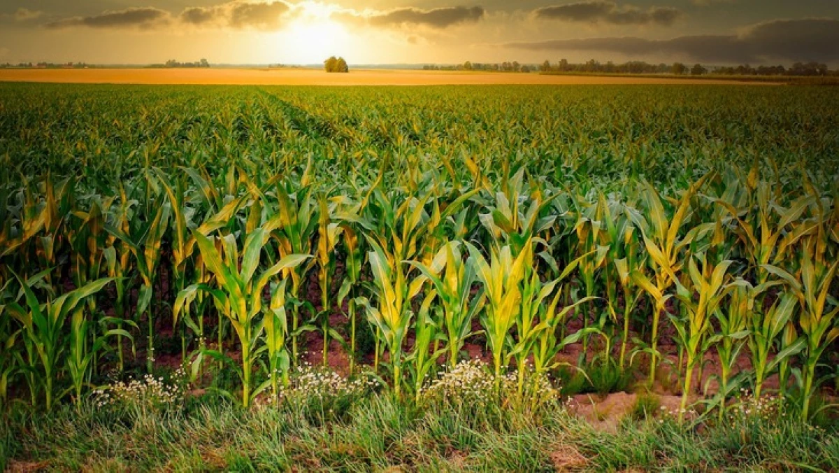 Aplikasi untuk keselamatan iklim dan tanah telah menjadi langkah tak terduga dari pencipta kultus GMO