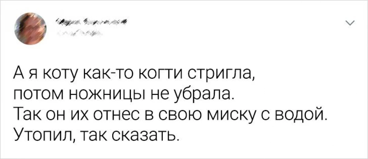 Čitatelji nabroji.ru rekli su kako ih domaći kućni ljubimci udaraju s njihovom inteligencijom 16596_2
