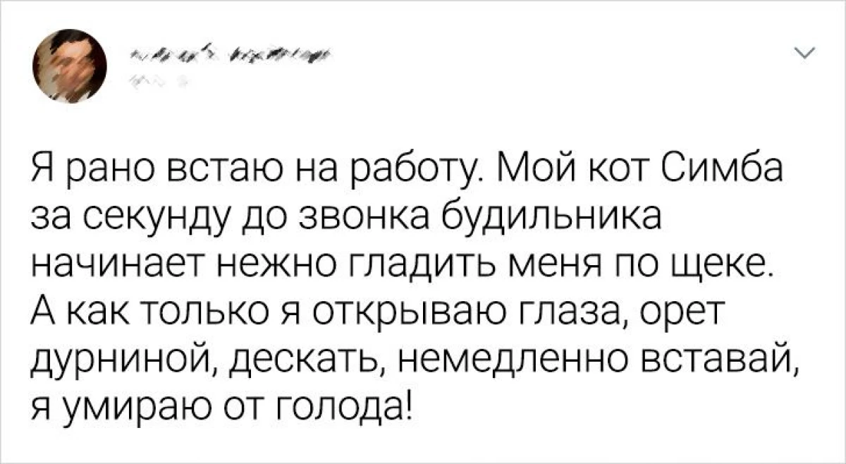 Čitatelji nabroji.ru rekli su kako ih domaći kućni ljubimci udaraju s njihovom inteligencijom 16596_3