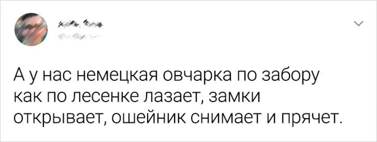 Čitatelji nabroji.ru rekli su kako ih domaći kućni ljubimci udaraju s njihovom inteligencijom 16596_4