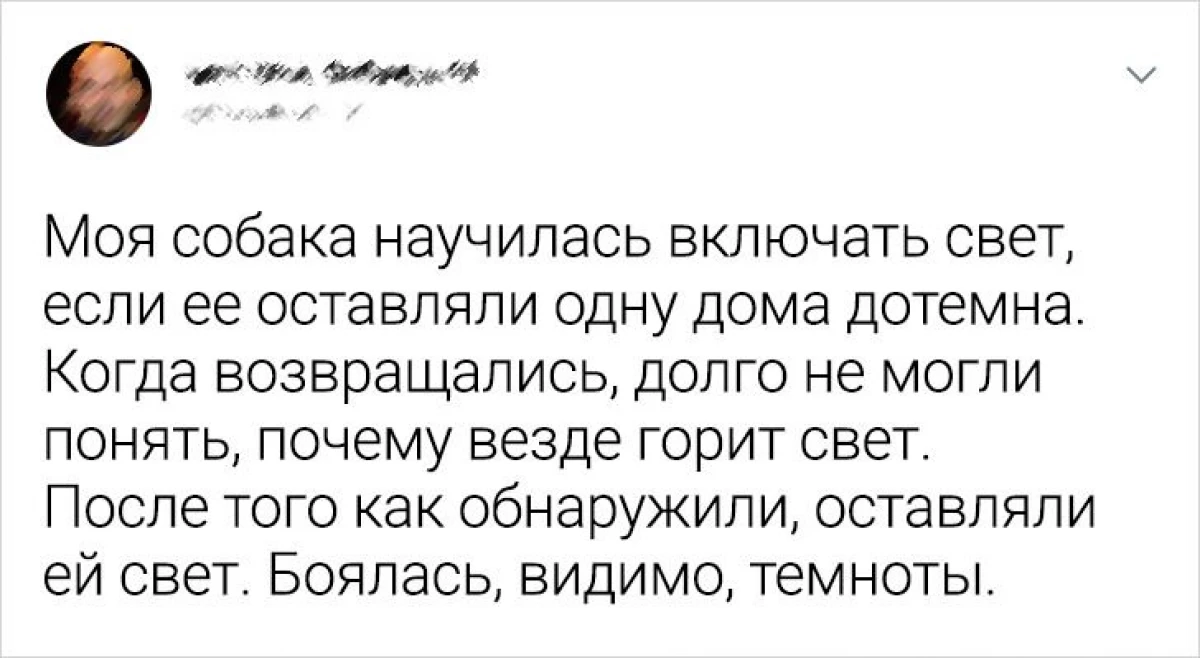 Čitatelji nabroji.ru rekli su kako ih domaći kućni ljubimci udaraju s njihovom inteligencijom 16596_6