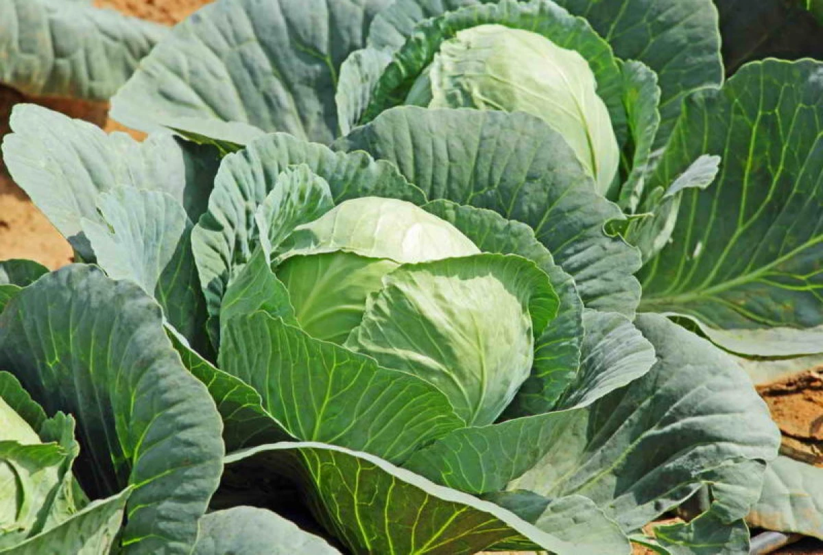 Grade of early cabbage with increased yield 16603_2
