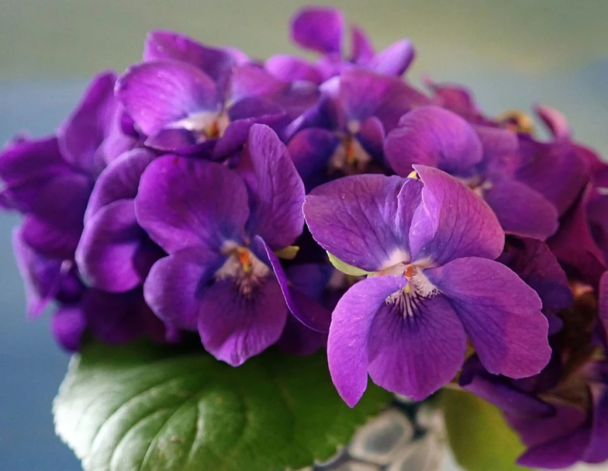 Mengapa tidak mekar violet: 7 sebab yang kerap 16727_1