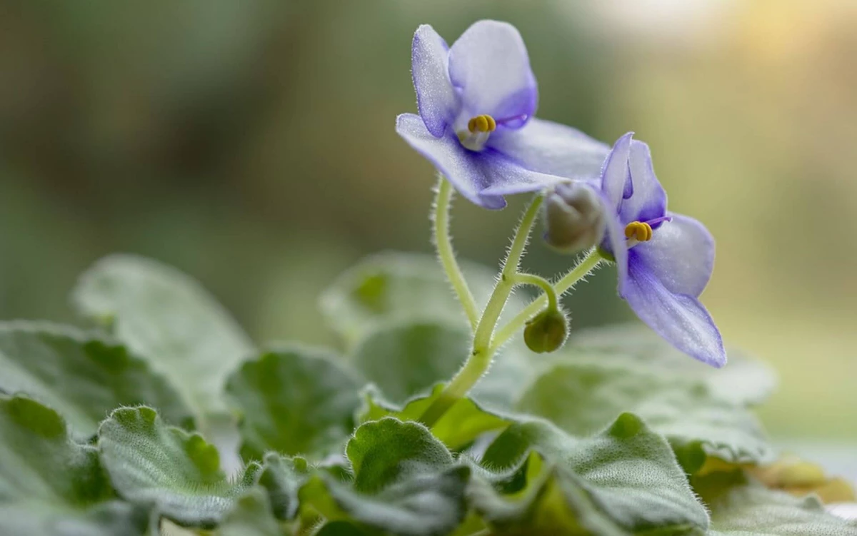 Pourquoi ne pas fleurir des violettes: 7 raisons fréquentes 16727_2
