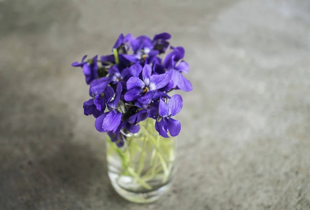 Pse nuk lulëzojnë violets: 7 arsye të shpeshta 16727_3