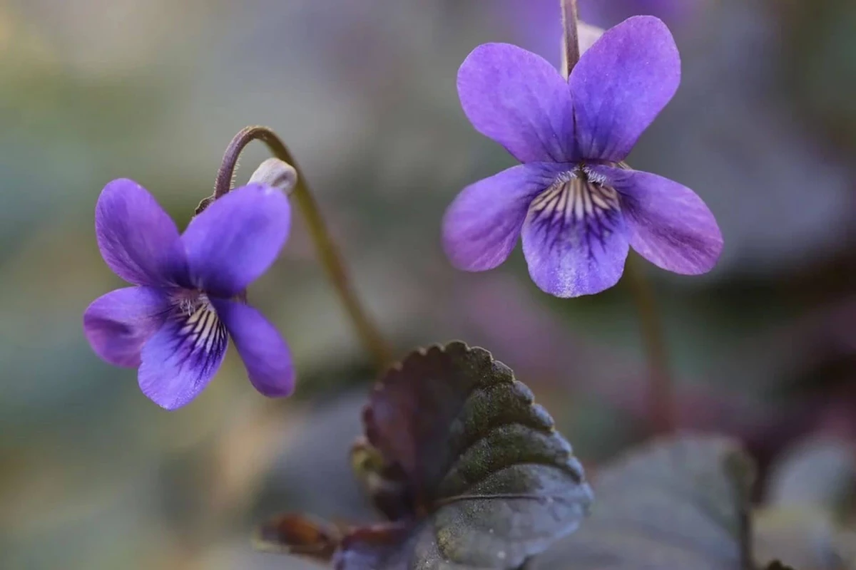 Violets blooming का नाही: 7 वारंवार कारणे 16727_4