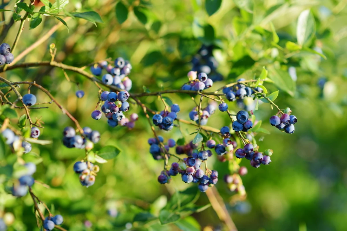 วัฒนธรรมที่ขัดแย้งกัน Garden Blueberry Growing Tips 17309_1