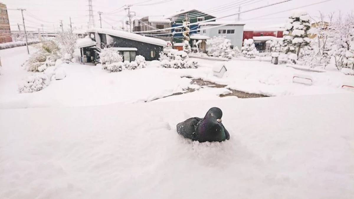 20+ fotografií o tom, jak Surov a nepředvídatelná japonská zima 17379_11