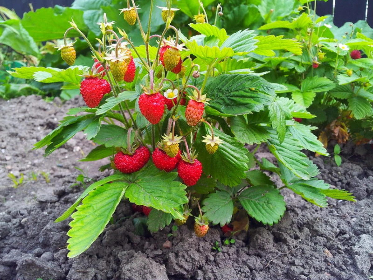 Arbara Strawberry-fabelo de printempo al frosto, kiun vi havas en la ĝardeno - la plej bonaj varioj por amantoj 17395_2