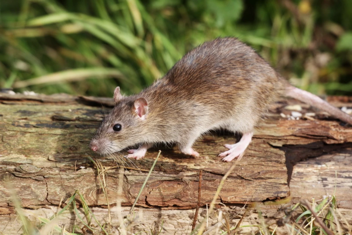 Earthwood Rat in die tuin plot: maniere om ontslae te raak van plaag