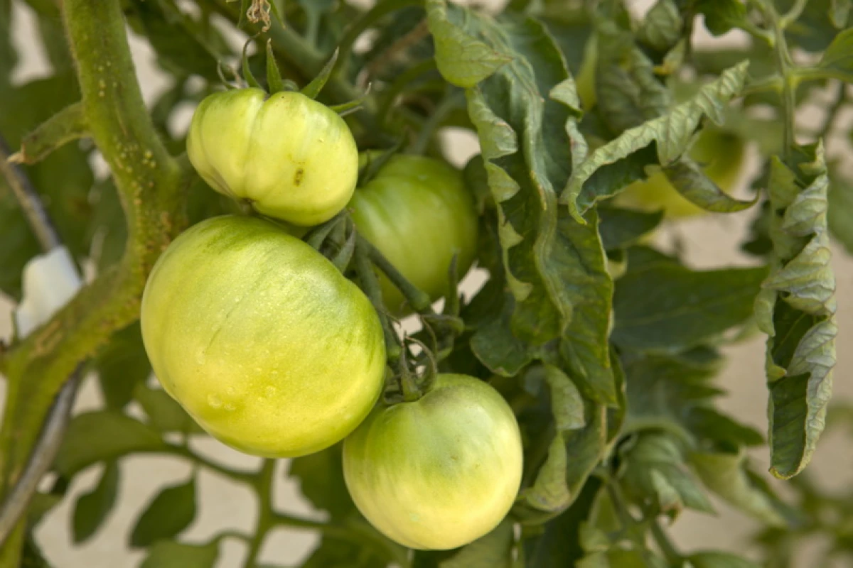 Best striped tomatoes 17644_3