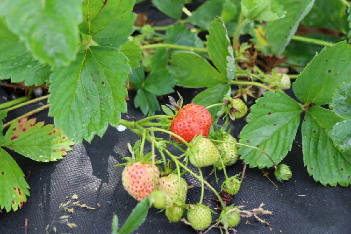 粉红色草莓的品种：种植和特殊的生长 17739_2