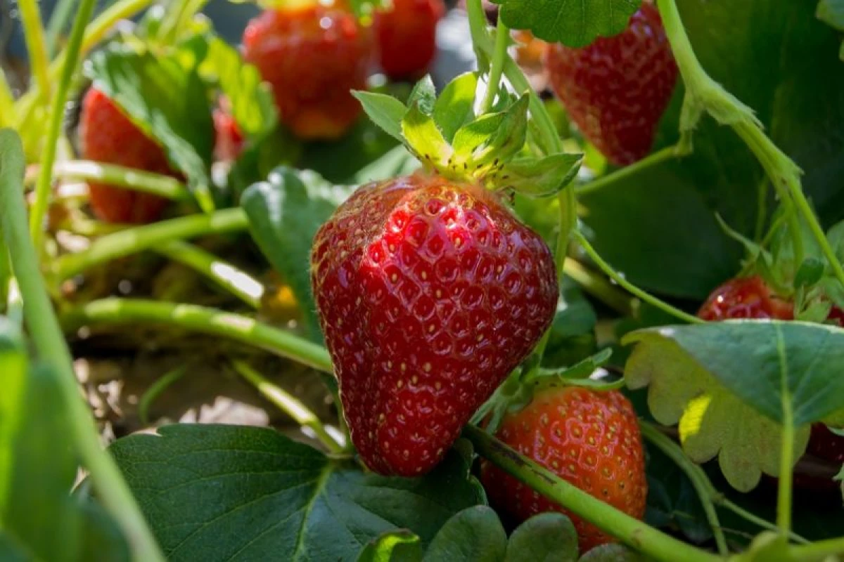 Strawberry Care Reglur fyrir Rich Crop 18037_5