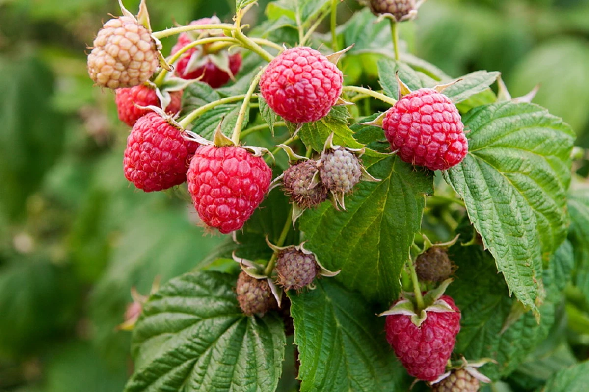 Raspberry ခြောက်သွေ့သောအသီးအပွင့်များနှင့်ရေချိုး။ သီးနှံကိုစောင့်ရှောက်ရန်နည်းလမ်းများ 1807_2