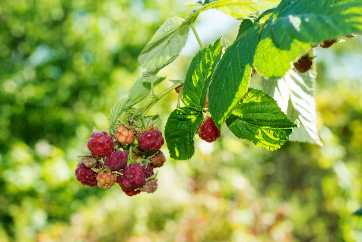 Kumaha ngajaga bushes raspberry ti panyakit sareng hama 18351_2