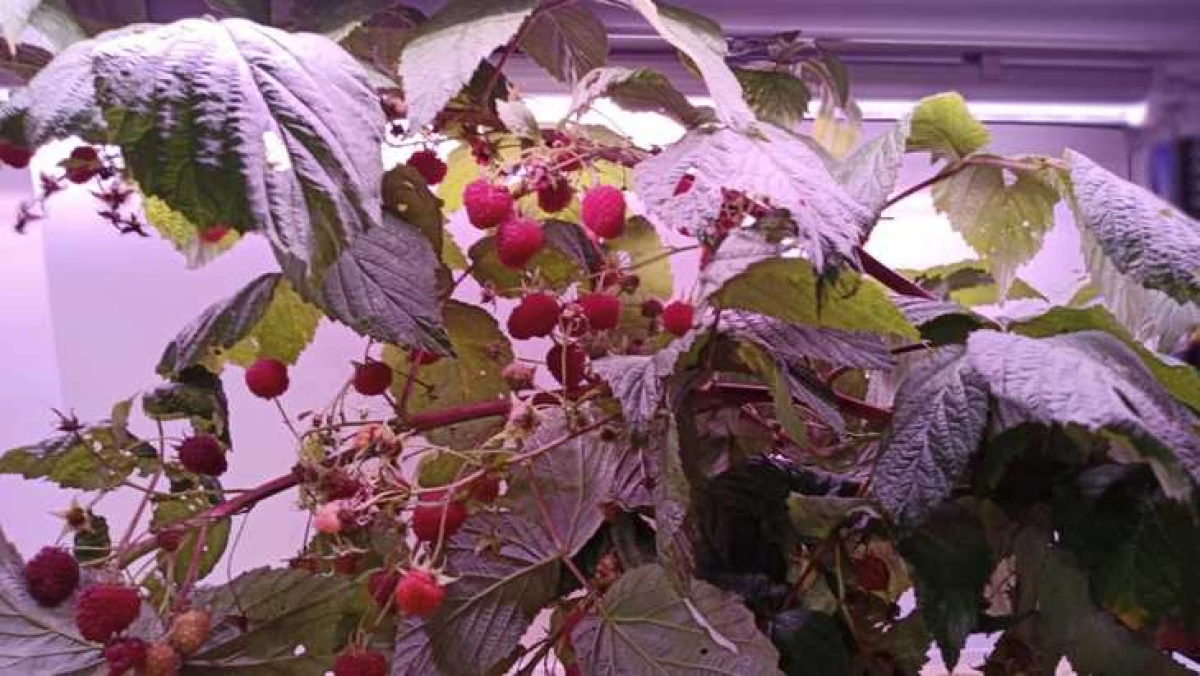 "Cerdas" pertanian raspberry dari produksi Rusia disajikan di Dubai