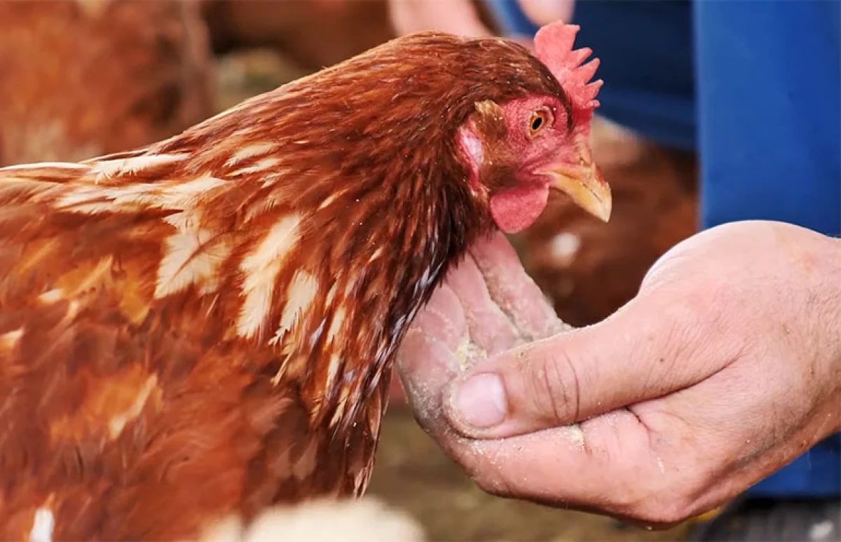 Wat is beter voor kippen: thuisvoeding of gekochte voer 18606_1