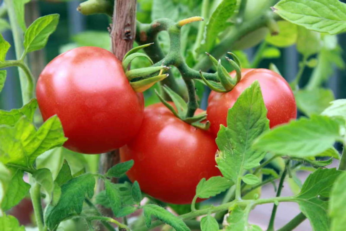 Vi växer en gröda tomater på balkongen: vilken typ av klass att välja 19461_1