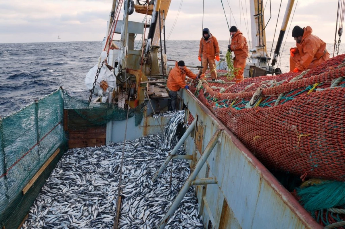 دانشمندان متوجه شده اند که بیش از 500 گونه دریایی حیوانات می توانند ماهیگیری روسیه را گسترش دهند 19470_1