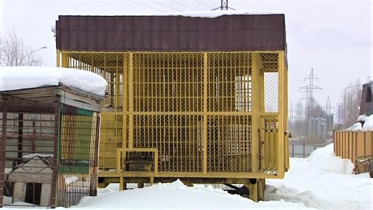 À Nizhnevartovsk, décidez du destin de la famille des ours, qui contenait un homme d'affaires local en captivité 20232_1