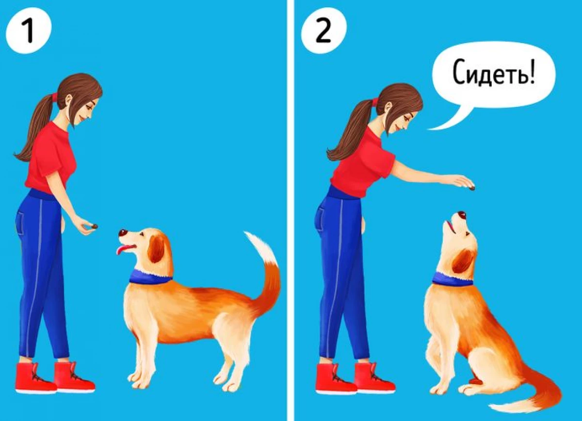 Πώς να εκπαιδεύσει ένα σκυλί 20270_4