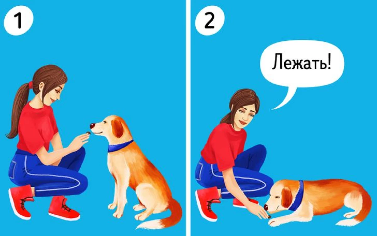 Kako trenirati psa 20270_6