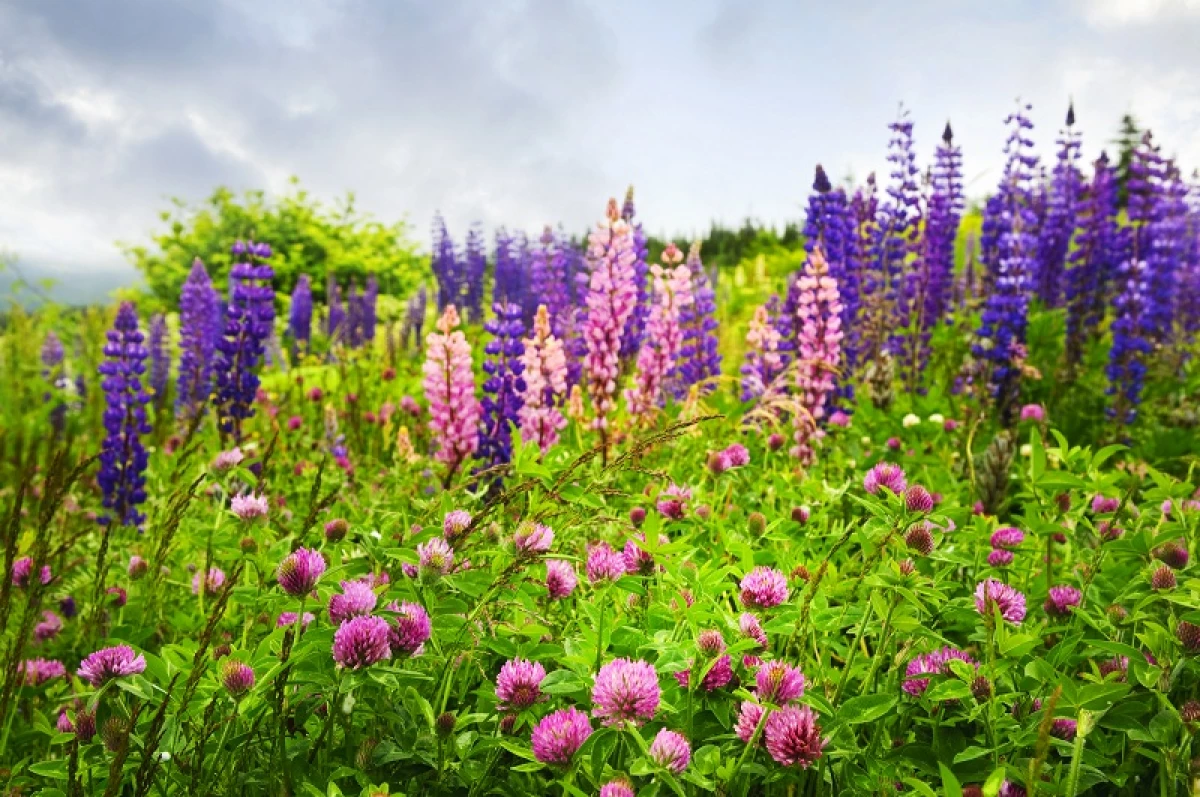 Musim semi menabur sideratov - herbal apa yang memilih untuk rumah kaca dan kebun sayur 20395_2