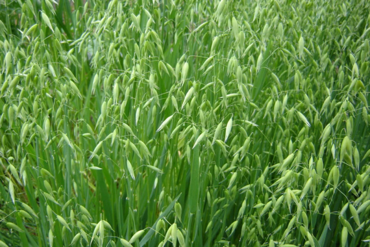 Spring Sowing Sideratov - Welke kruiden kiezen voor kassen en moestuin 20395_5