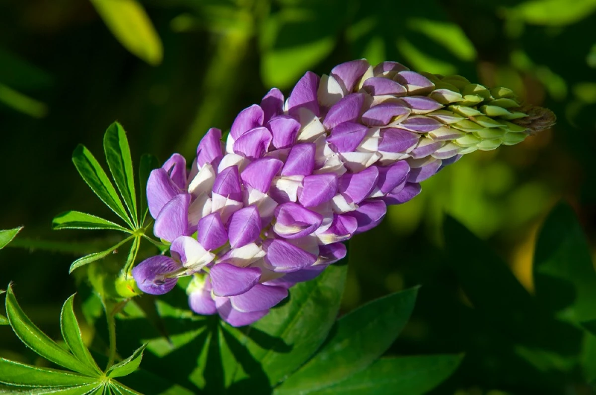 Spring Sideratov - Whatingi Herbs Ji Bo Germên Germiyan û Baxçeyê Vejîn hilbijêrin 20395_8