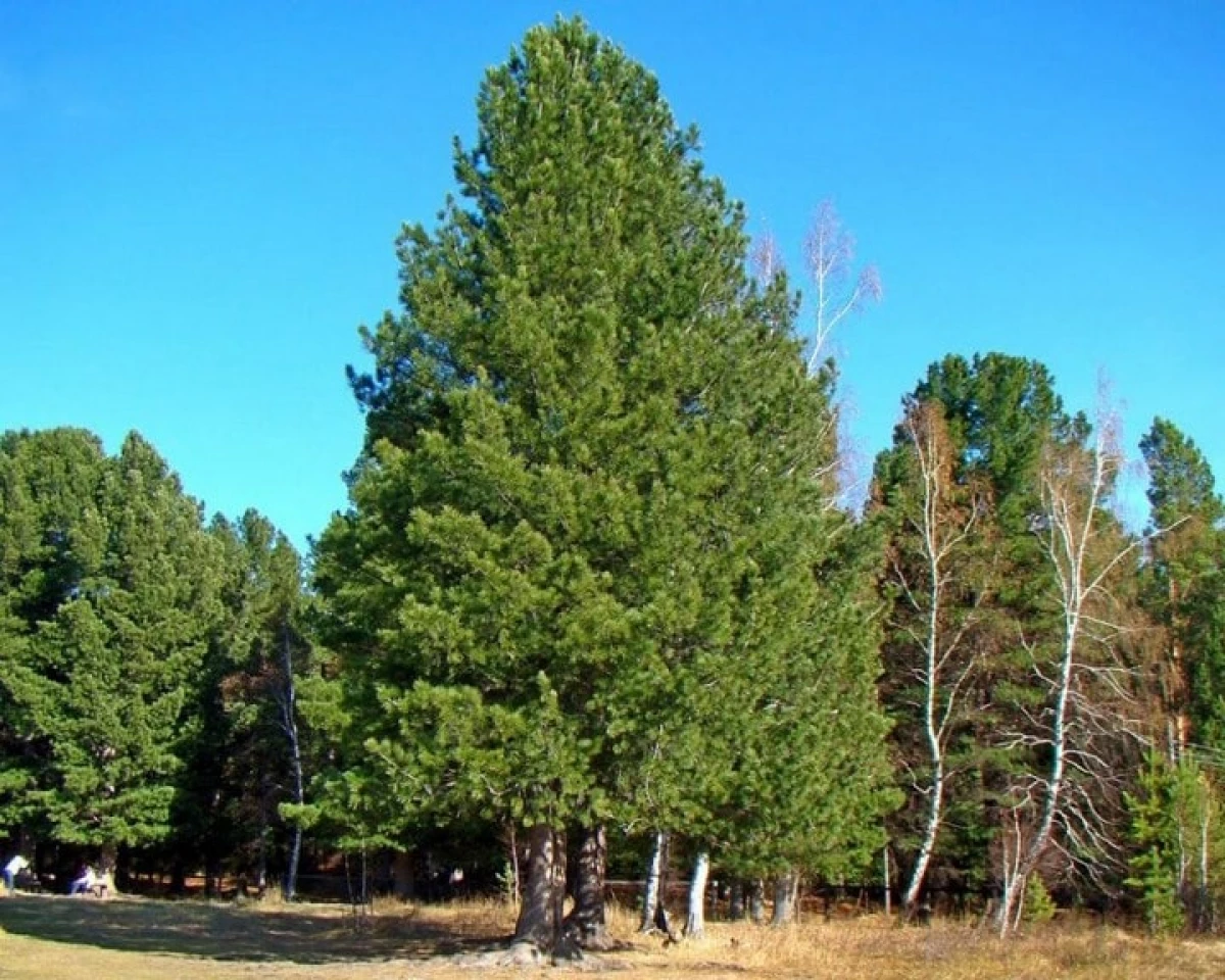 Etu esi amata Cedar seedlings si Pine 20699_2
