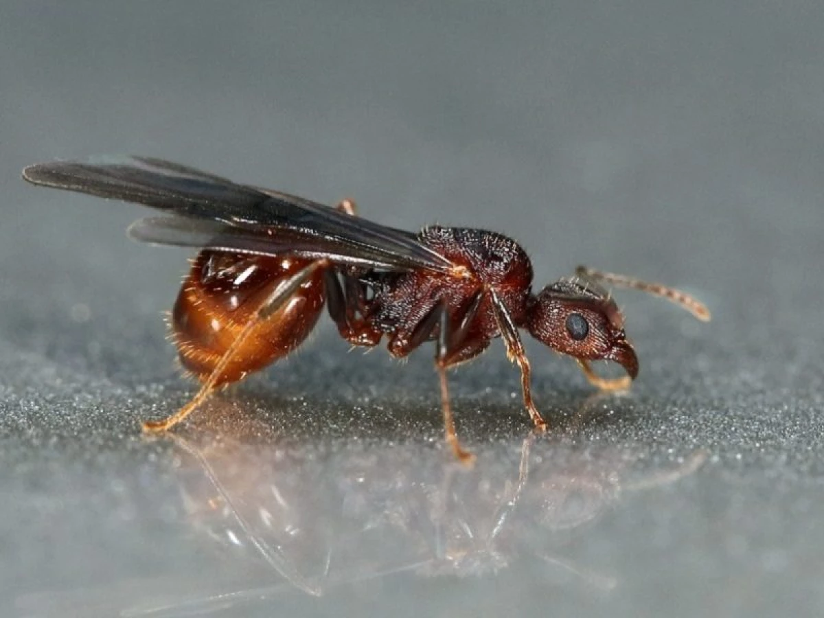 Myrer med vinger: måder at kæmpe på 20876_1