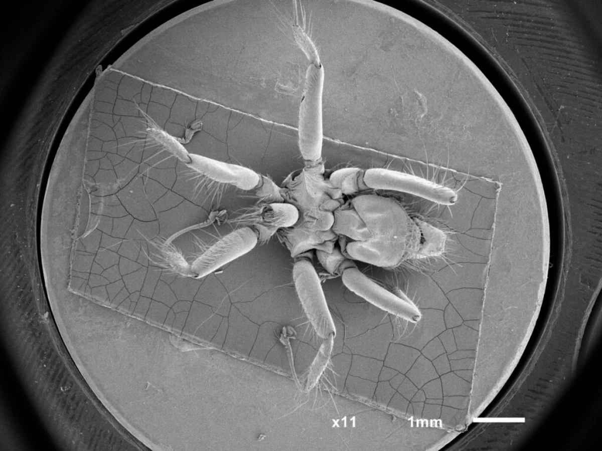 Ahli biologi buat kali pertama mendedahkan lalat jangkitan untuk sembilan wilayah di Rusia 21048_1