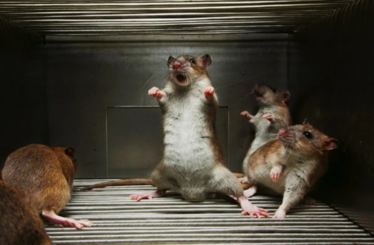 Wie haben sich Wissenschaftler in wilden Raubtieren gewöhnliche Mäuse entwickelt?