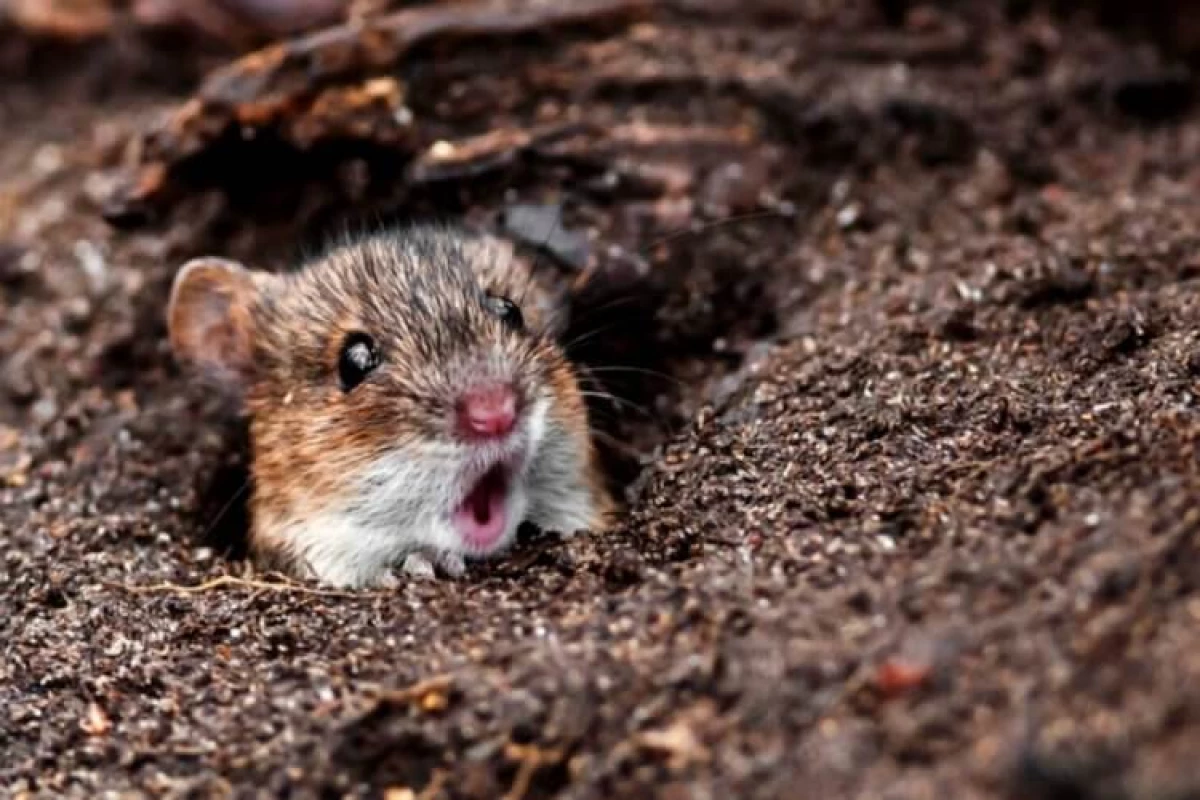 Kako so znanstveniki obrnili navadne miši v divji plenilci? 21481_3