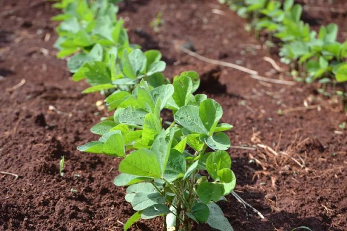 Koktajl zoglepany dla soi: Co musisz wiedzieć o przetwarzaniu nasion